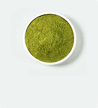 Žltý kratom umiestnený v bielom kvetináči